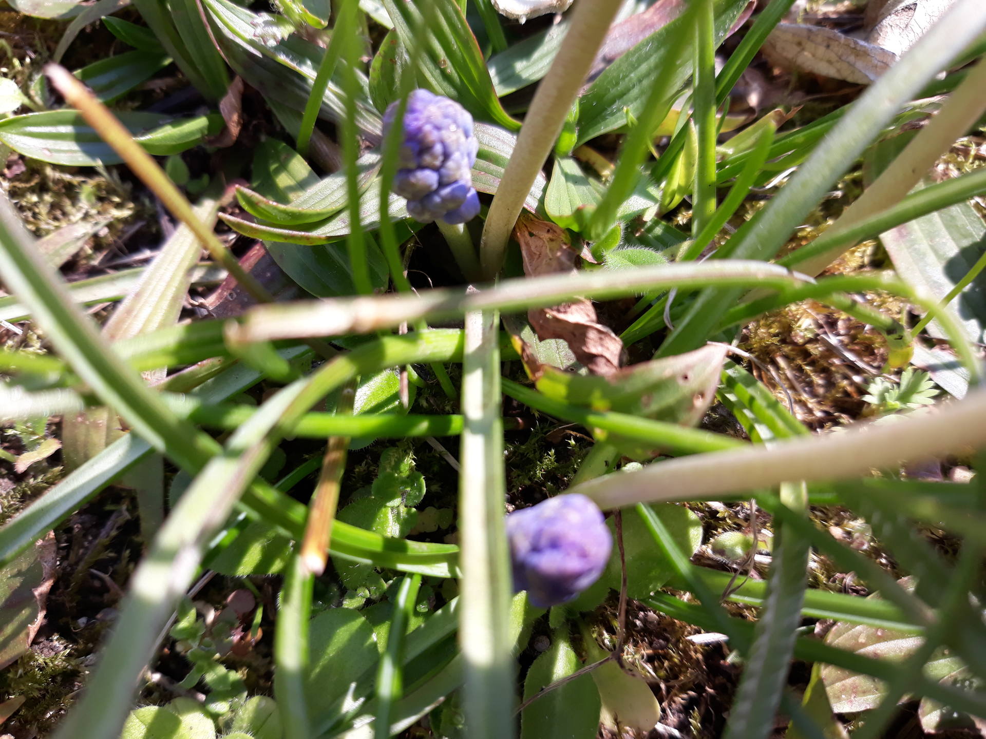 Muscari en fleur