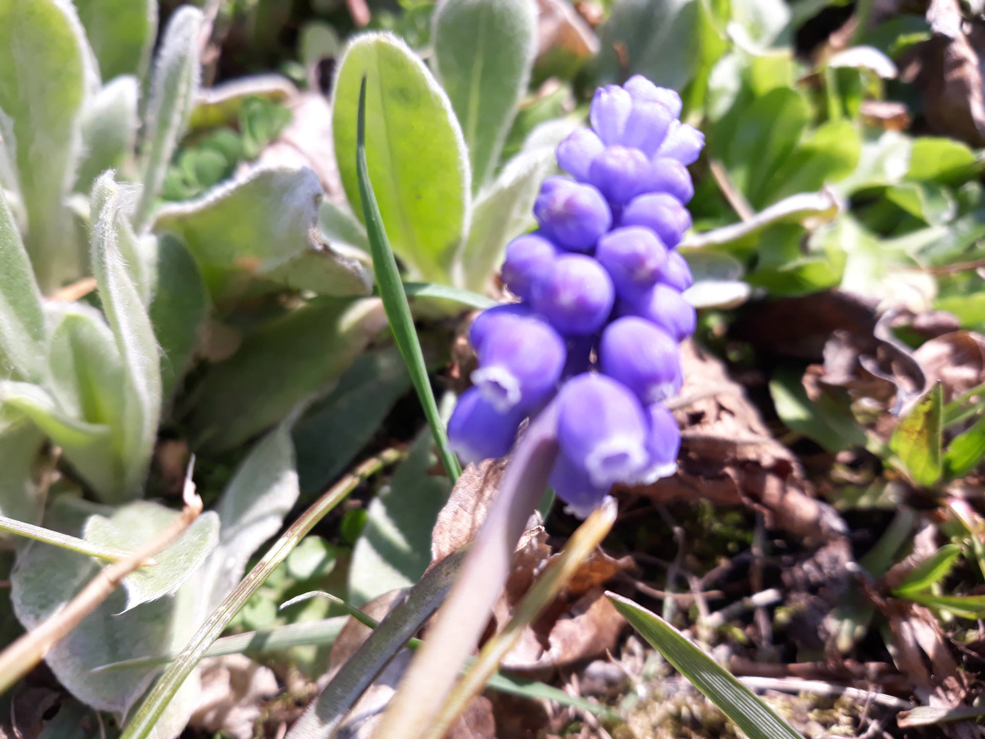 Muscari en fleur
