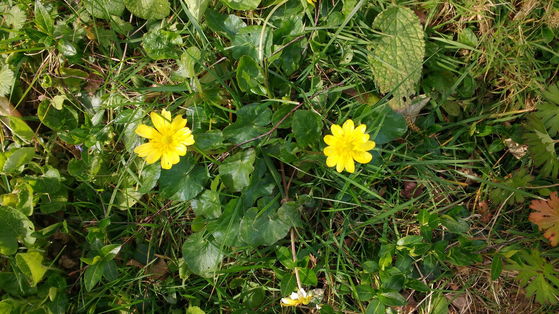 plante dans son ensemble