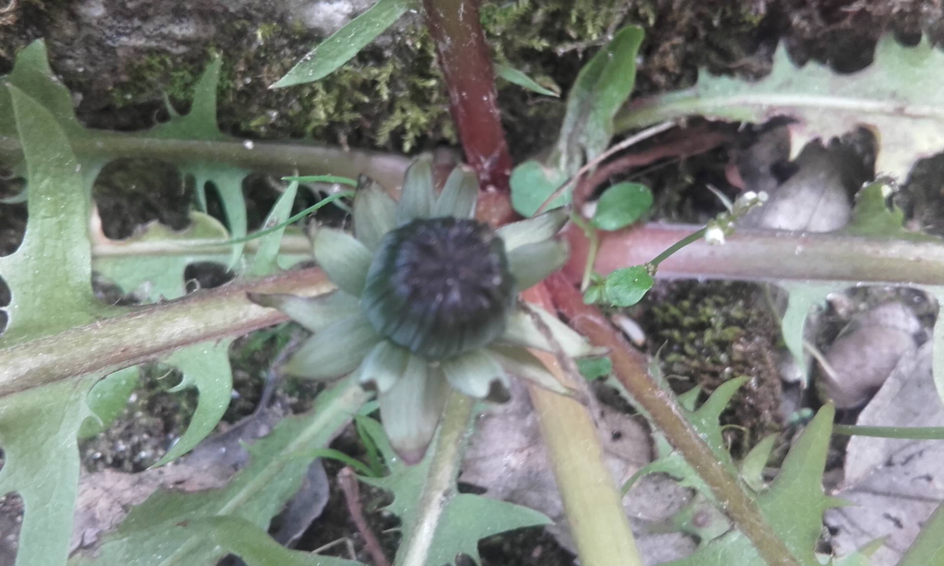 bourgeon de pissenlit