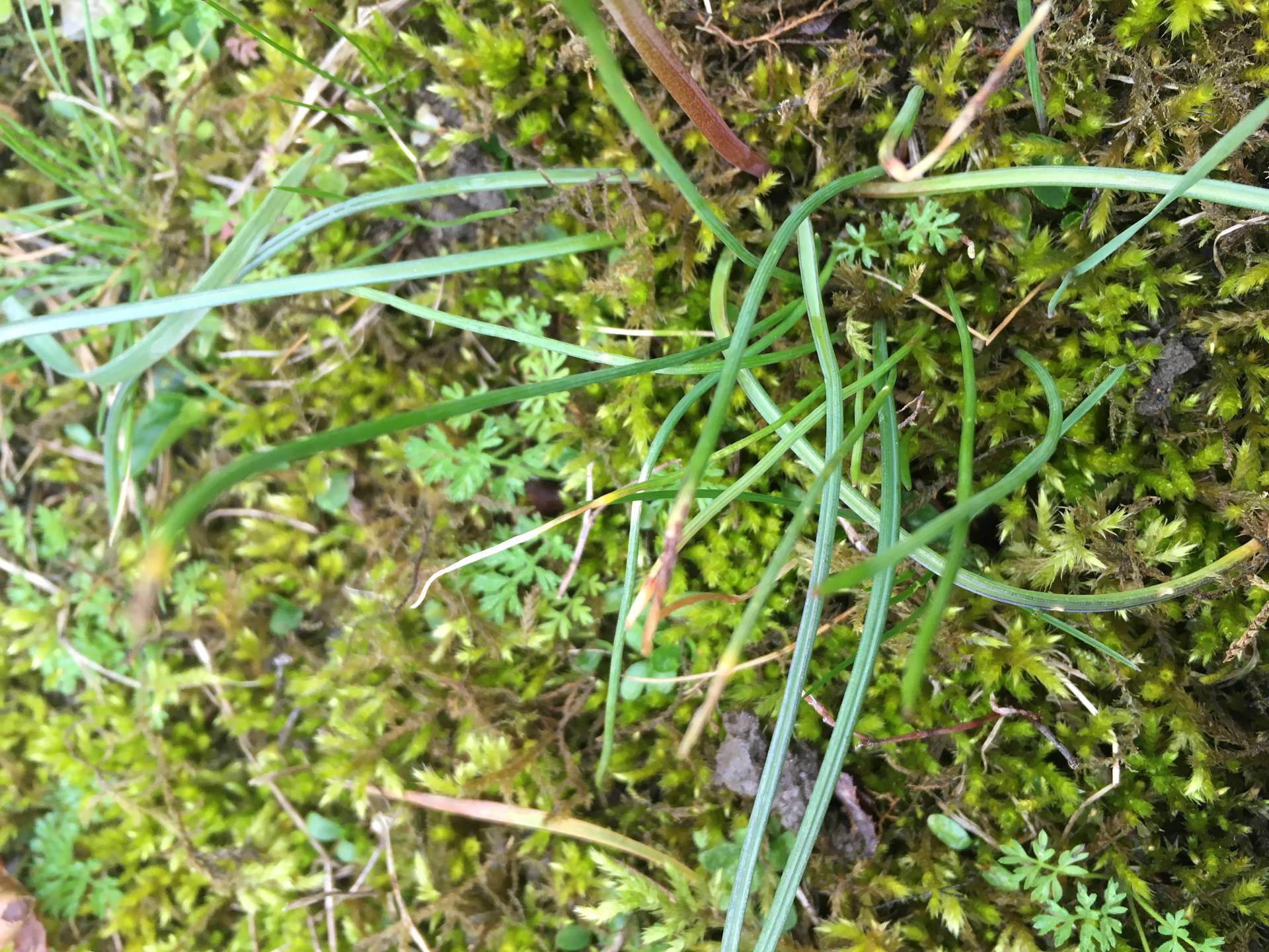 muscari - feuilles radicales