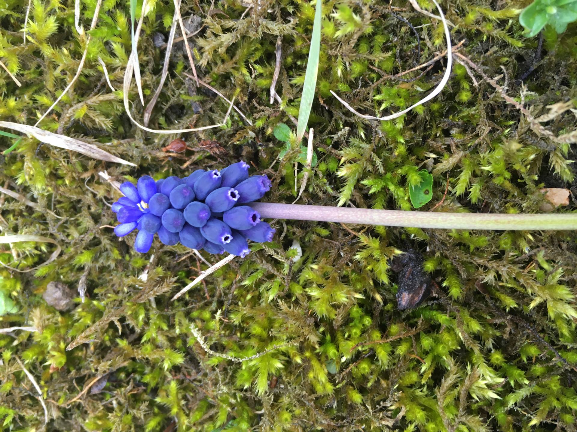 muscari - fleur