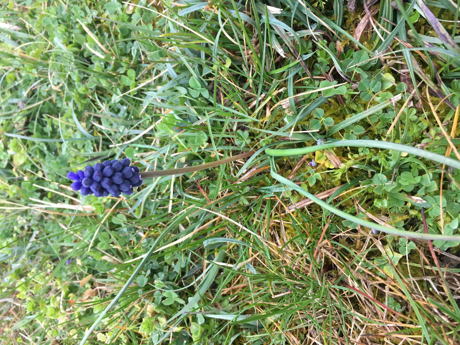 muscari - vue d'ensemble