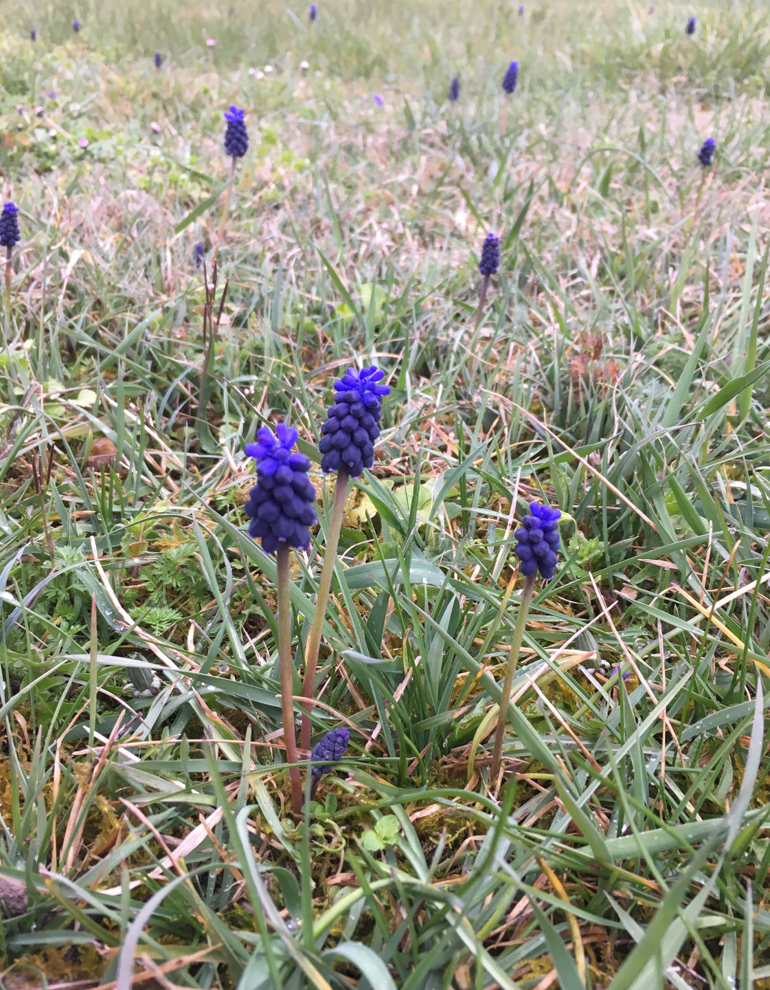 muscari - situation