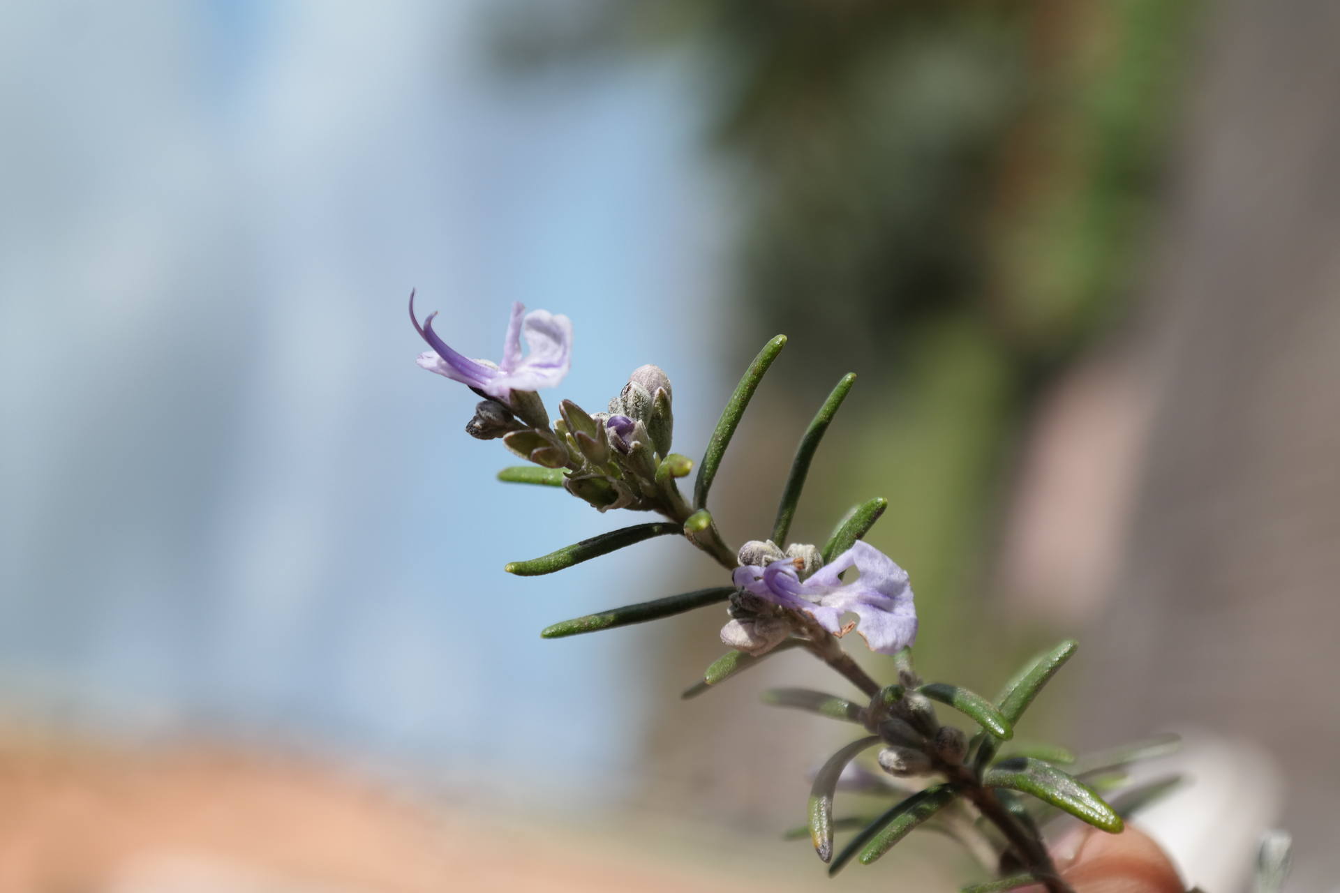 branche de romarin fleurie