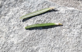 feuille recto et verso