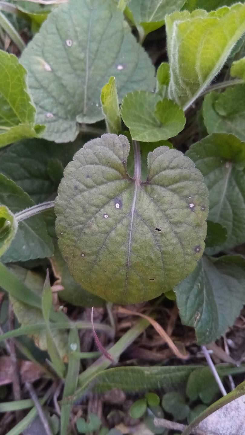 feuille de violette isolée