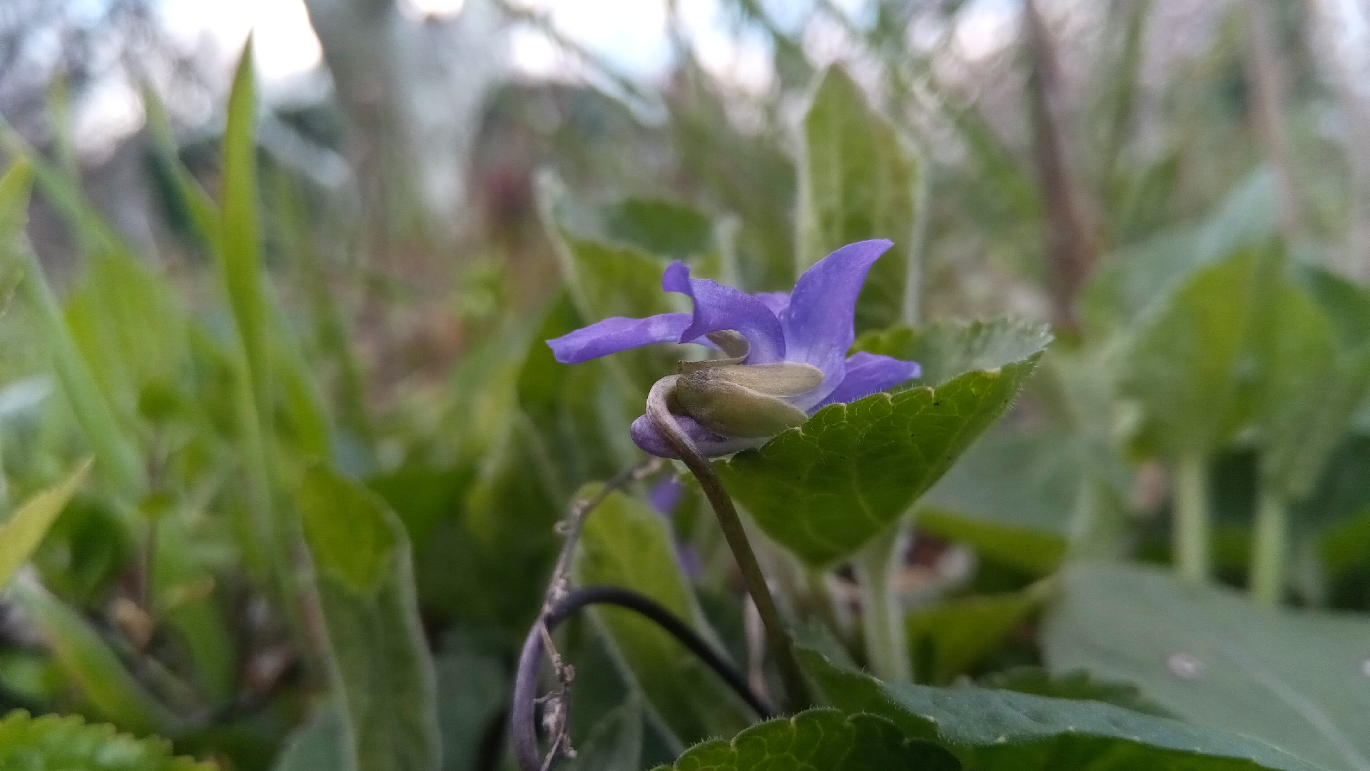 fleur de violette vue de côté