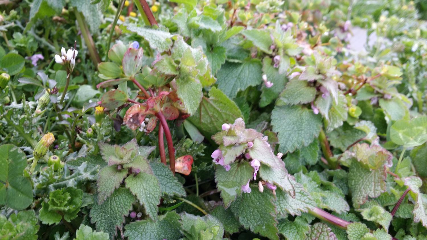 plantes sauvages jardin