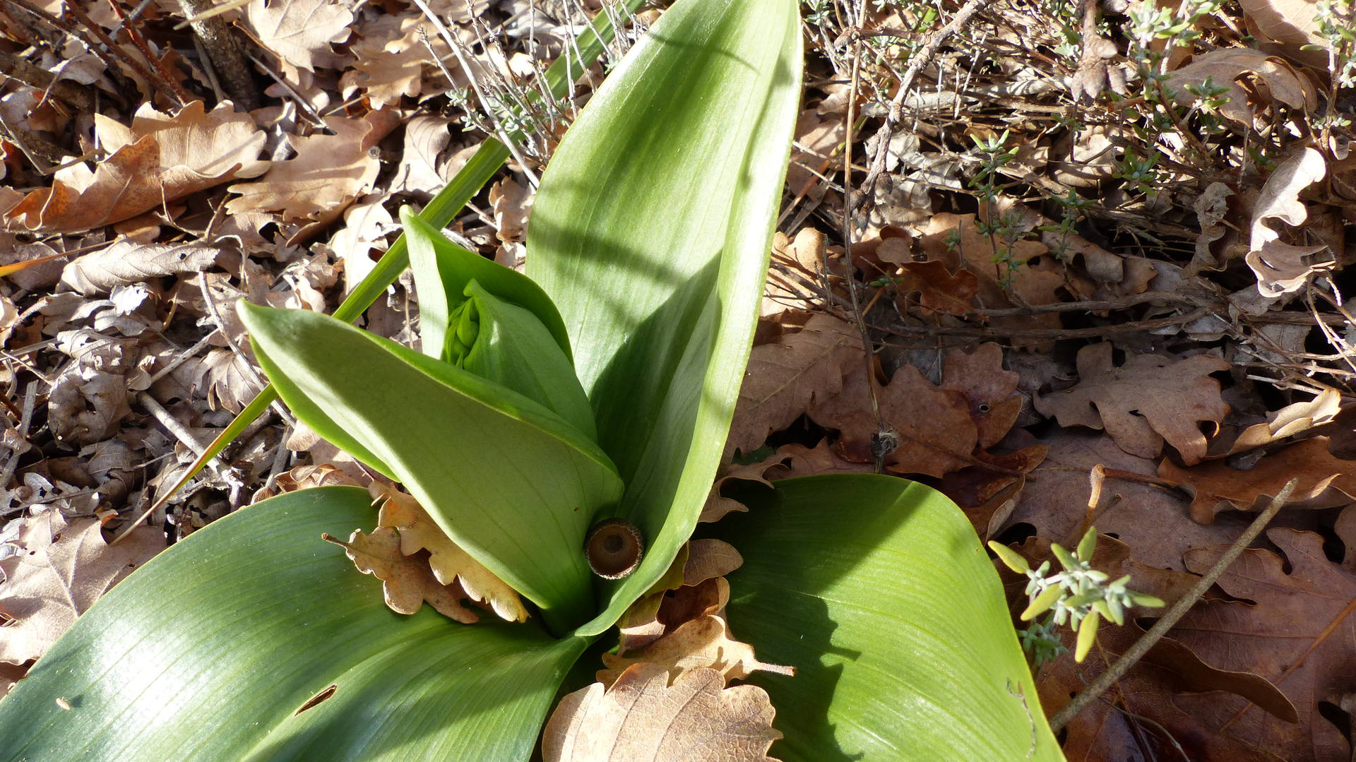 feuilles à la base de la plante