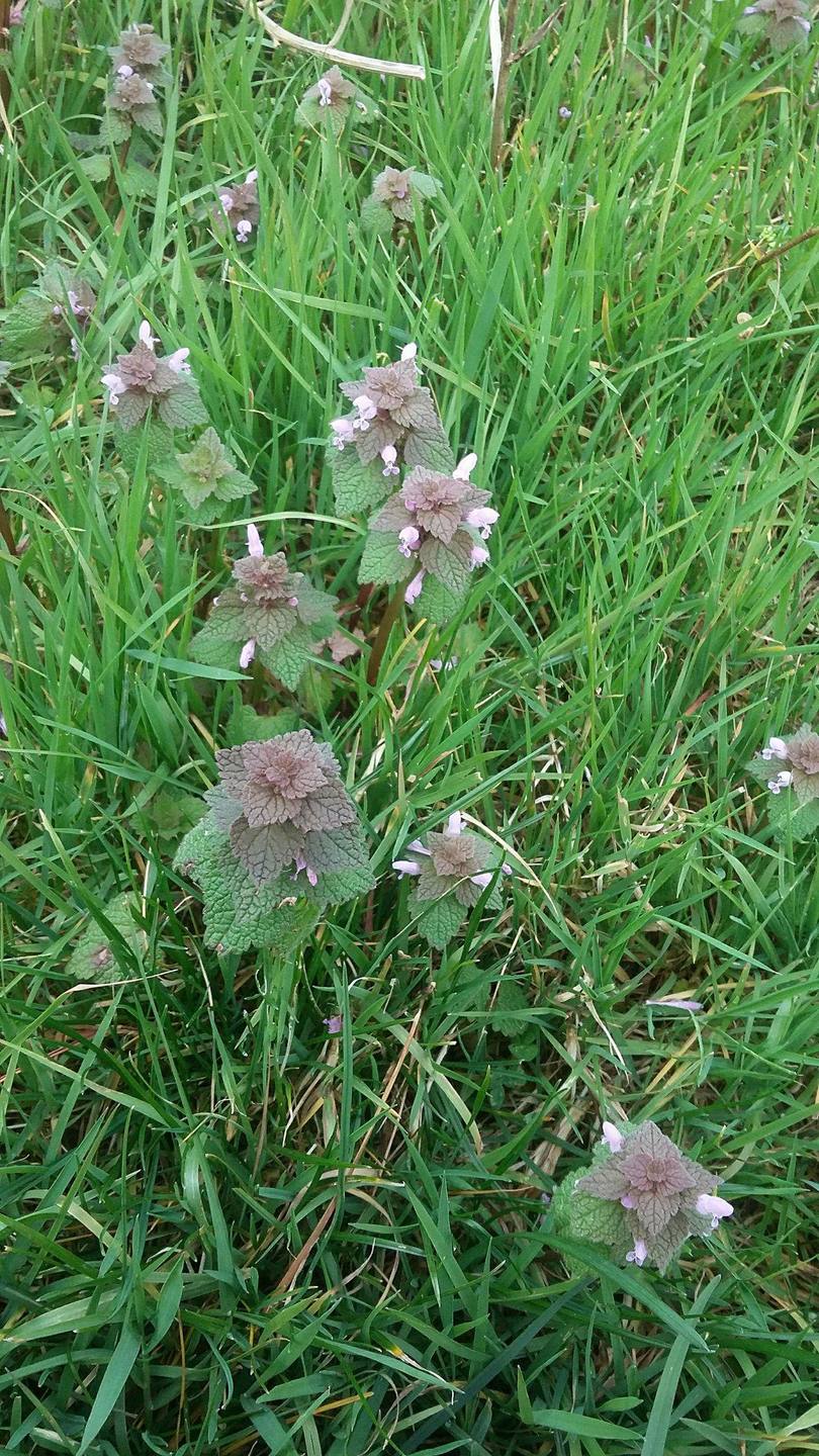 Vue générale Lamier pourpre