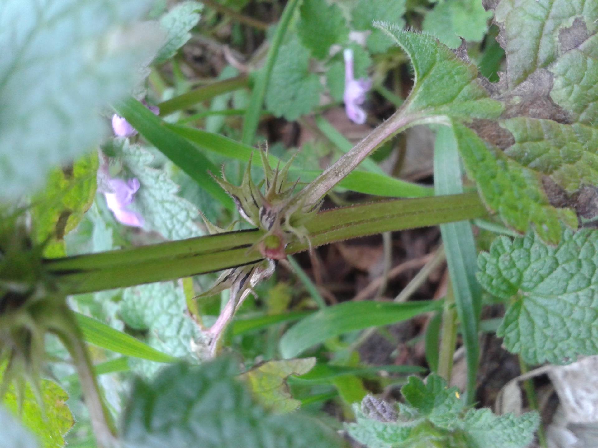 Vue de la tige et de l'insertion des feuilles
