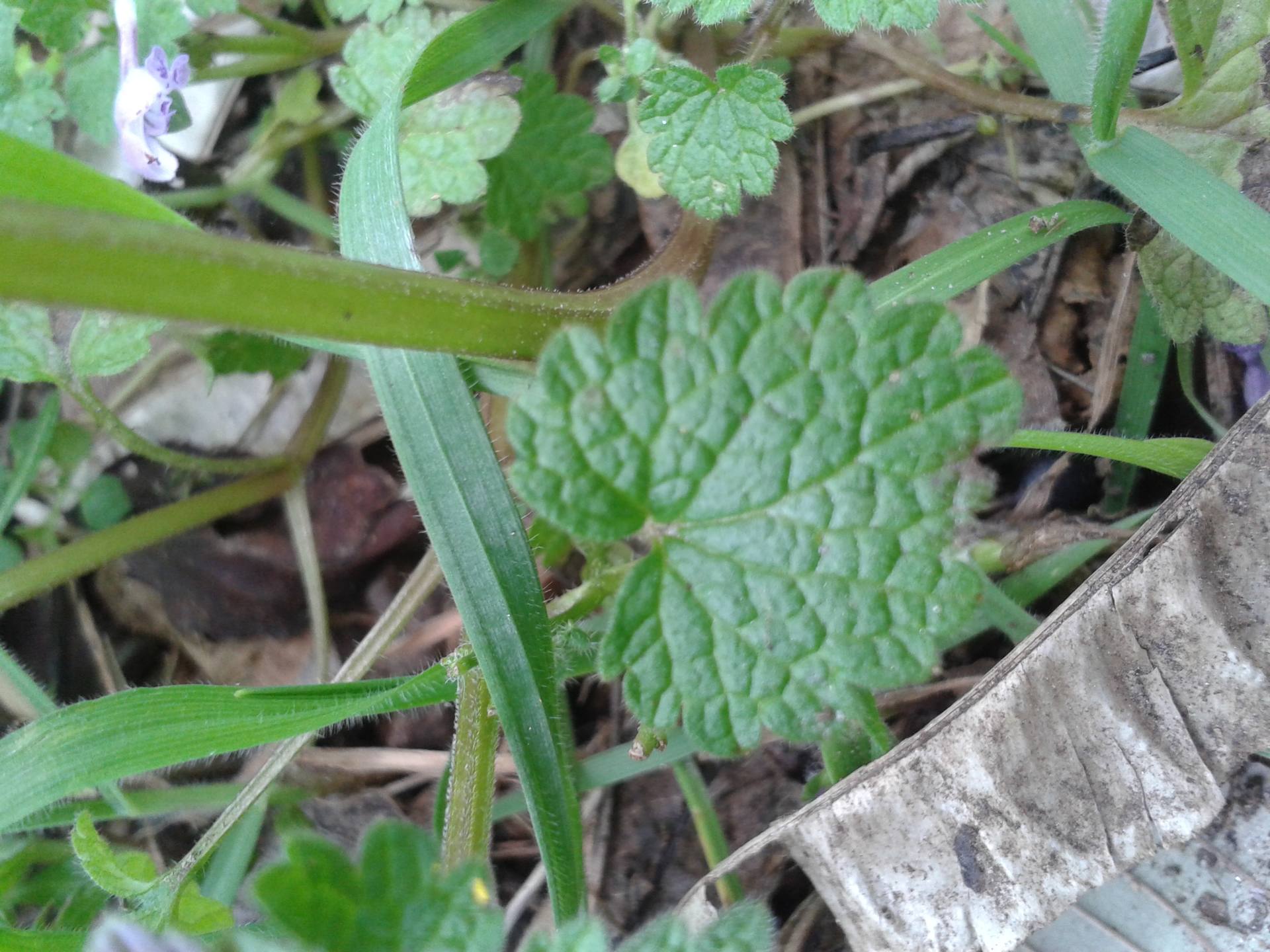 Vue d'une feuille de la base
