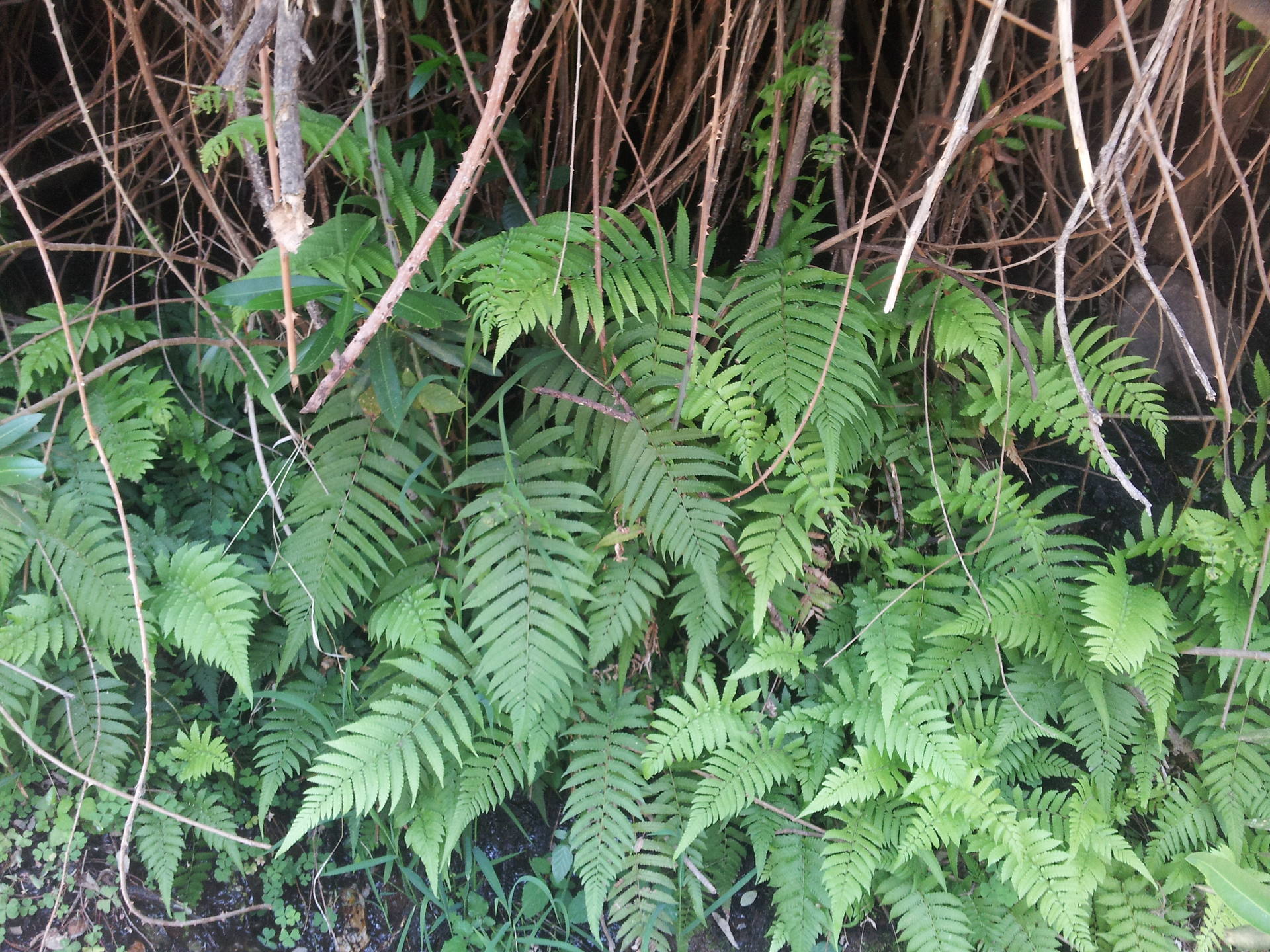 Asplenium