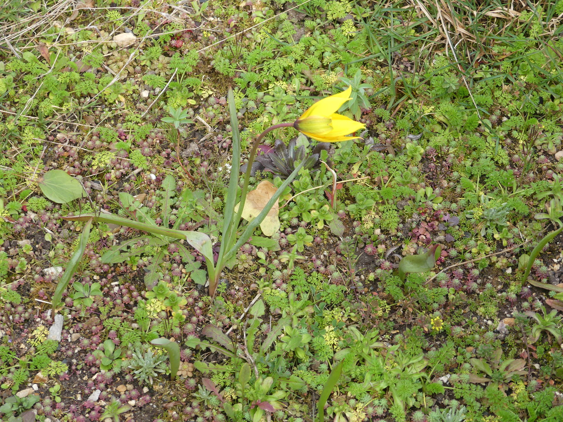 Tulipe des vignes de couleur jaune trouvé dans nord du département d'Indre et loire sur un site de conservatoire naturel vue d'ensemble