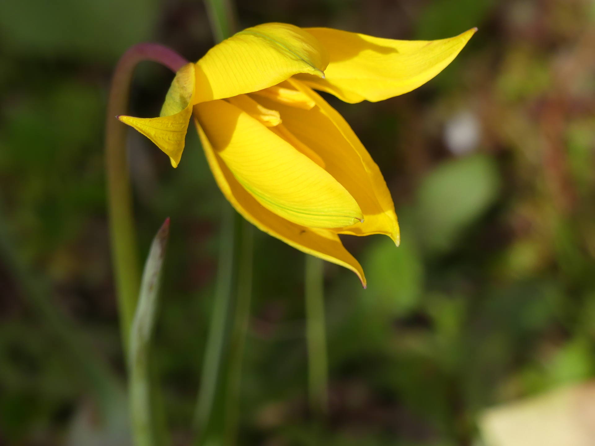 Tulipe des vignes de couleur jaune trouvé dans nord du département d'Indre et loire sur un site de conservatoire naturel