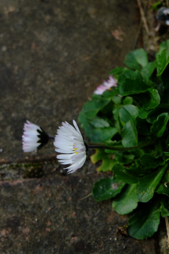 Bellis perenis sur marche d'escalier