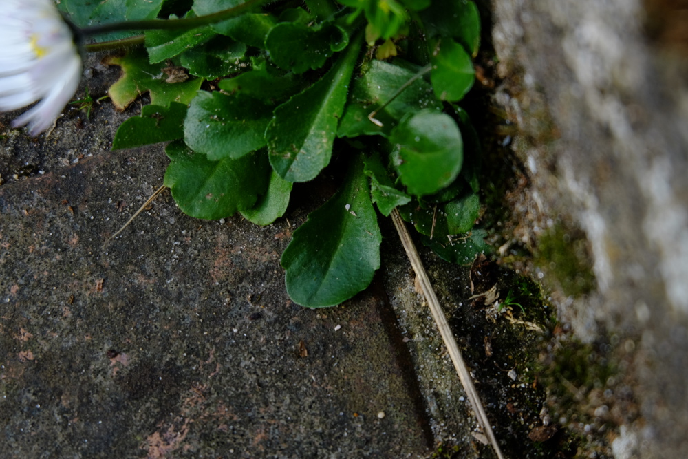 Bellis perenis sur marche d'escalier