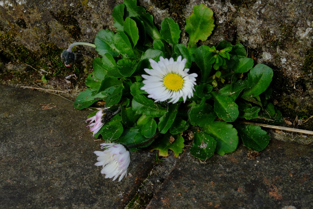 Bellis perenis sur marche d'escalier