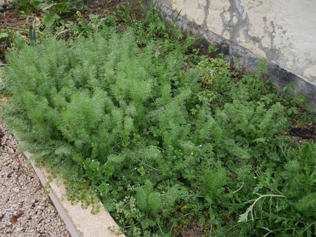 Daucus carota vue large
