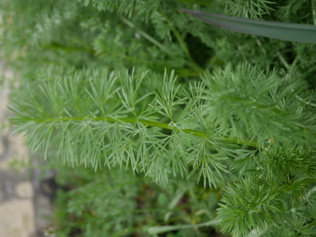 Daucus carota vue rapprochée