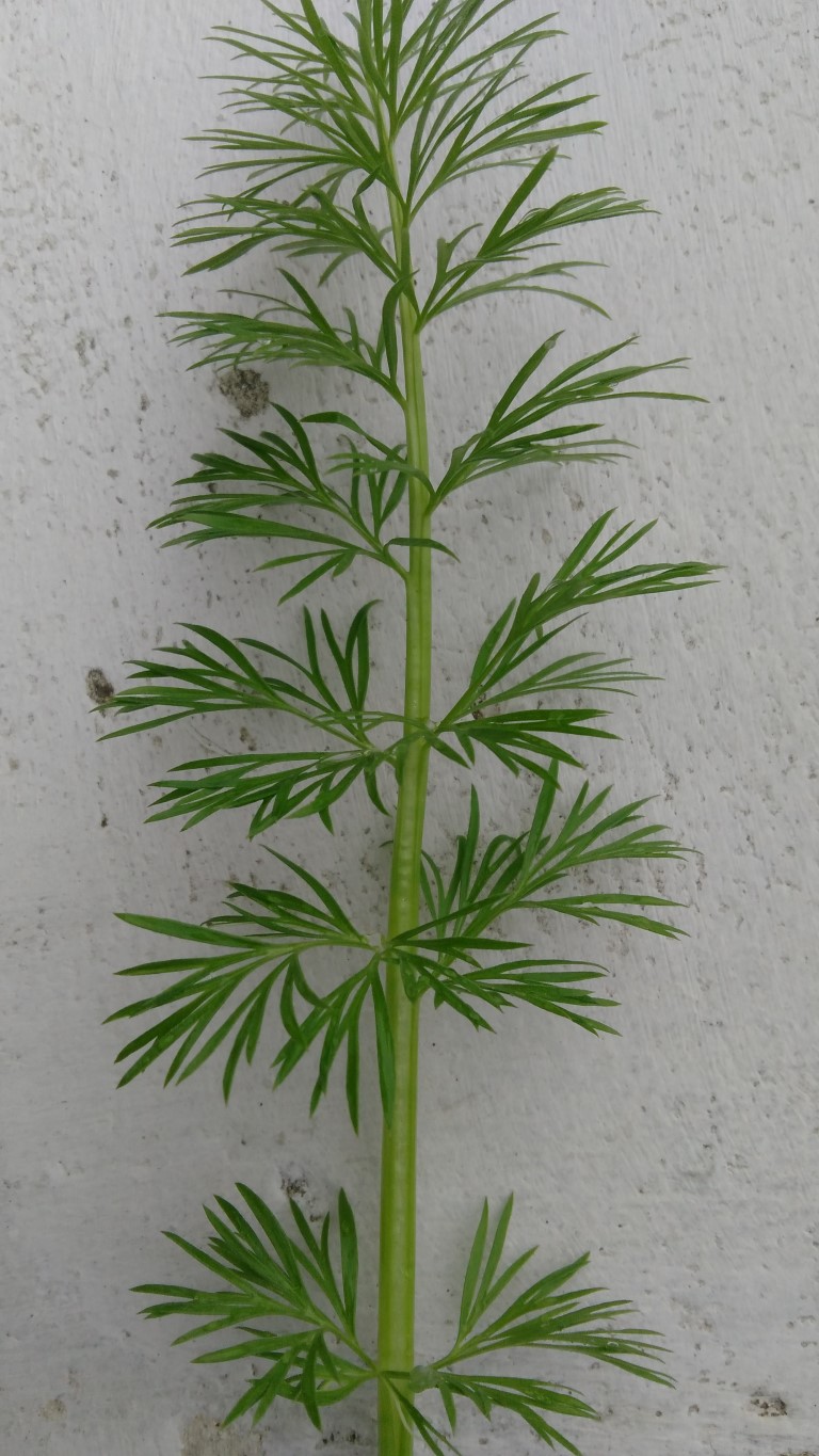 Daucus carota vue d'une tige