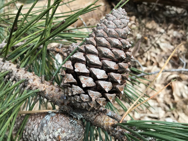 Cône Pinus pinaster