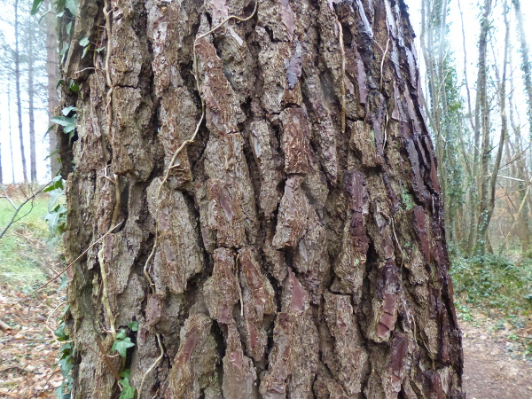 tronc Pinus pinaster