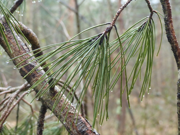 Aiguilles Pinus pinaster