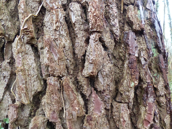 tronc Pinus pinaster