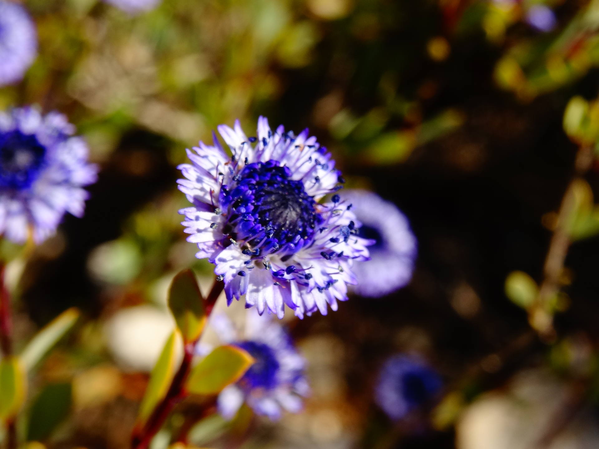 Globulaire buissonante