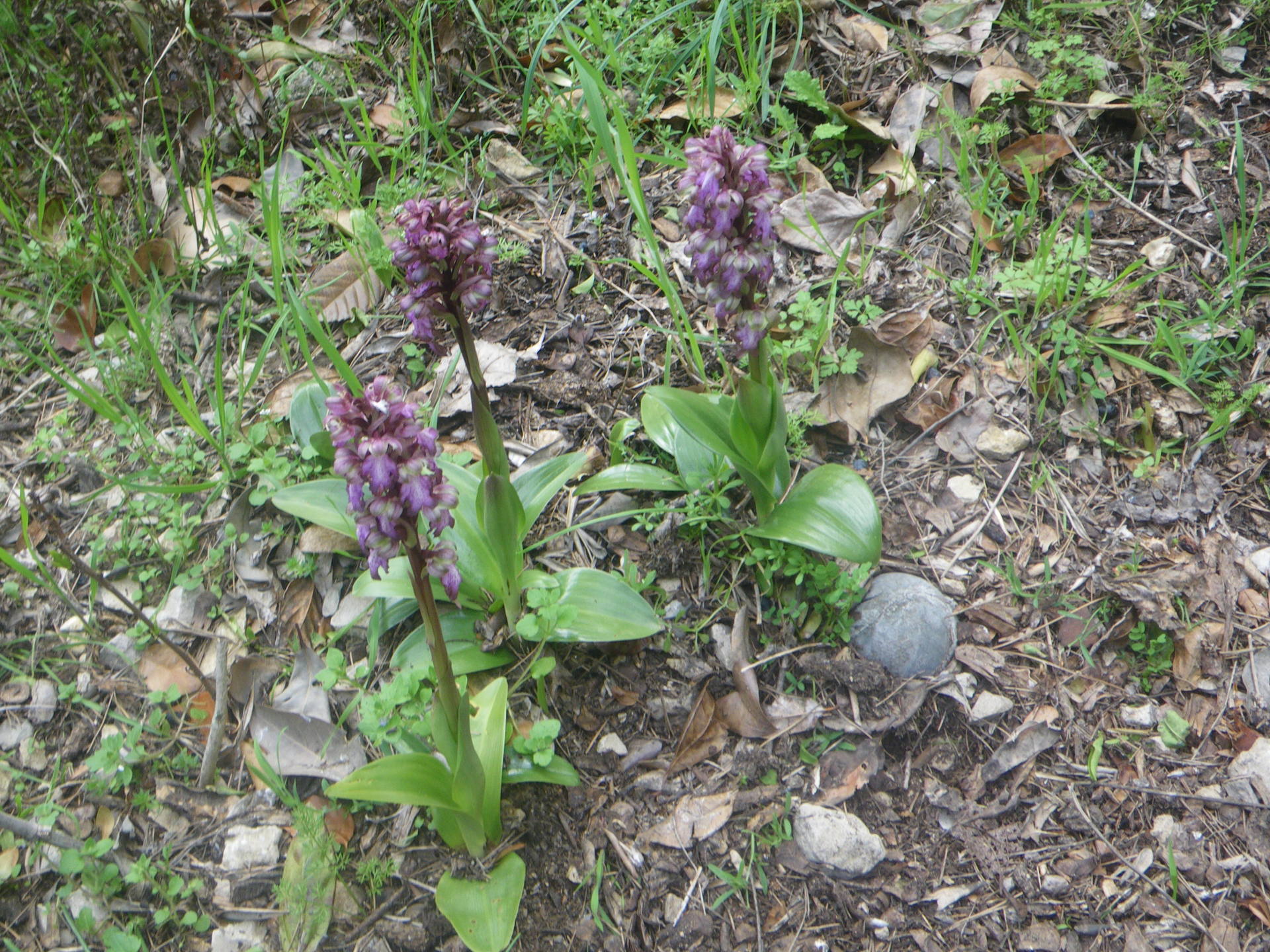 trois pieds qui pousse enembel