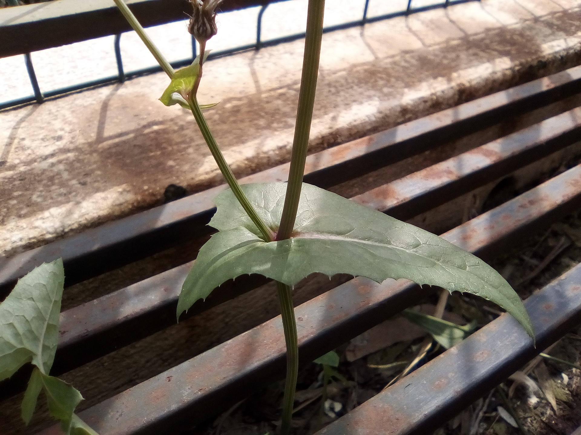 tige et feuille pissenlit