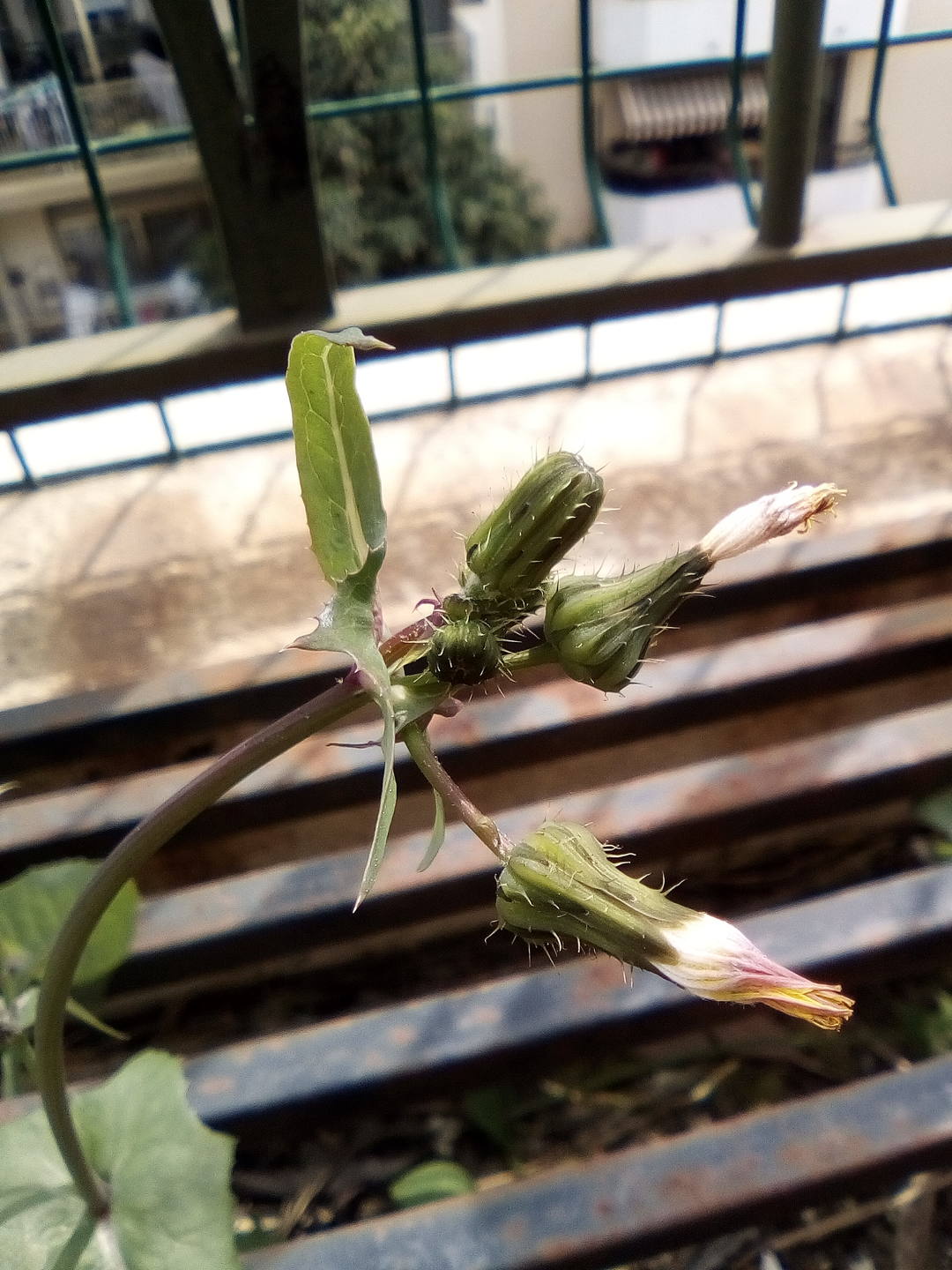 fleurs en bouton pissenlit