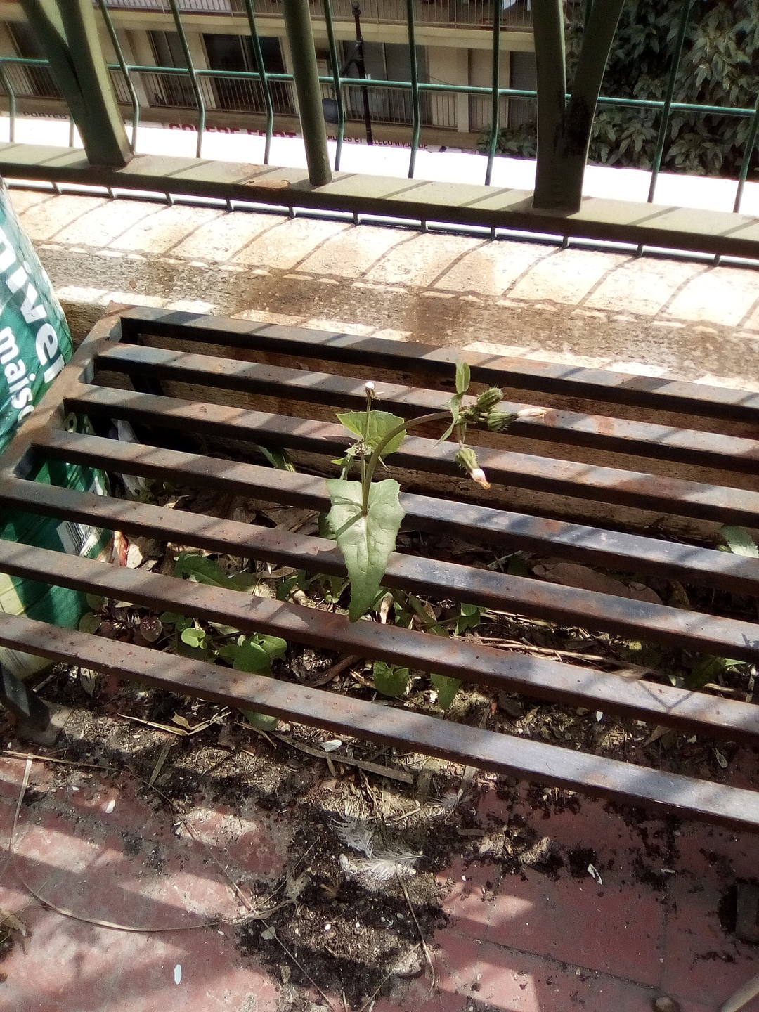 pissenlit sur balcon