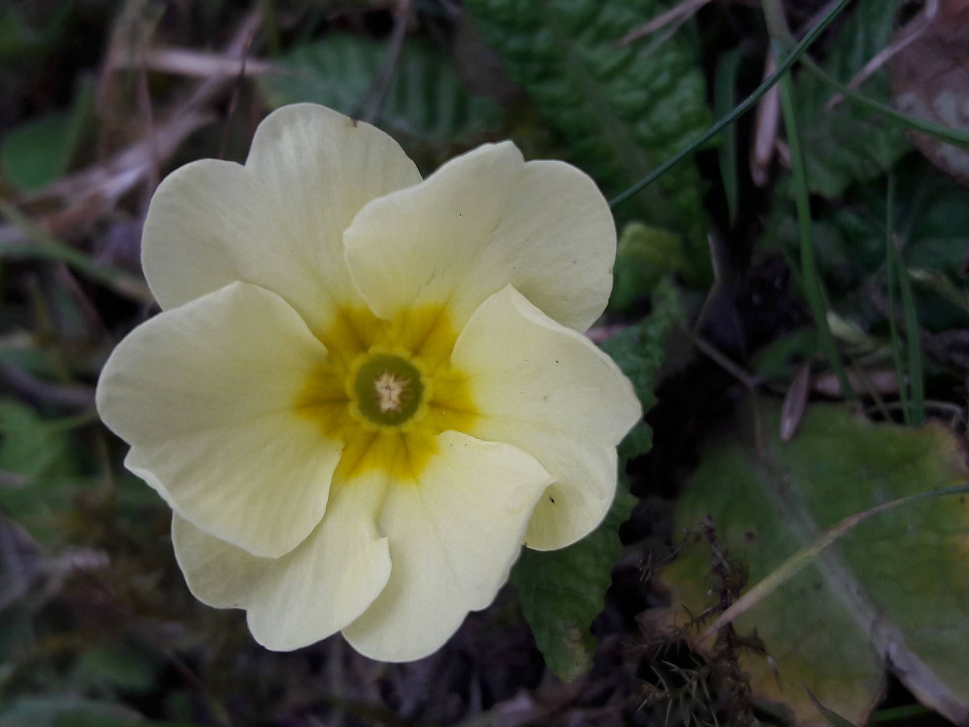 Une jolie petite primevère (Primula vulgaris) découverte dans mon jardin