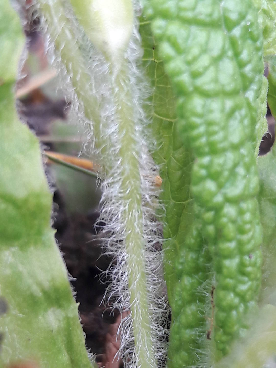 La tige de la primevère