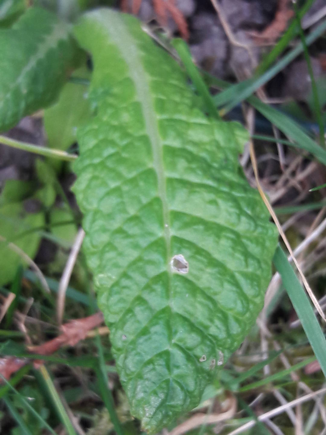 La feuille de la primevère