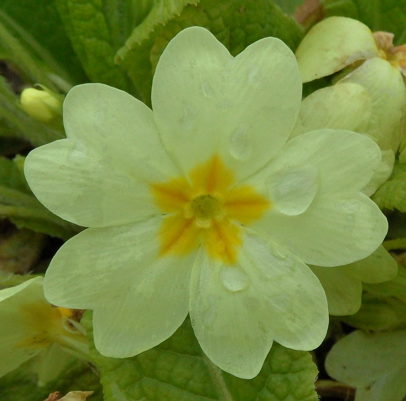 fleur de primevère par temps humide