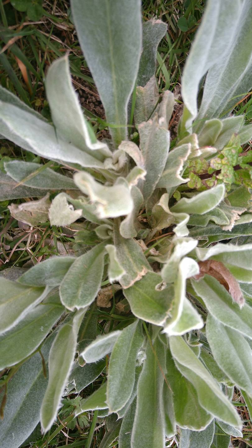 feuille verte foncé, duveteuse, avec des petits poil blancs qui la rendent douce