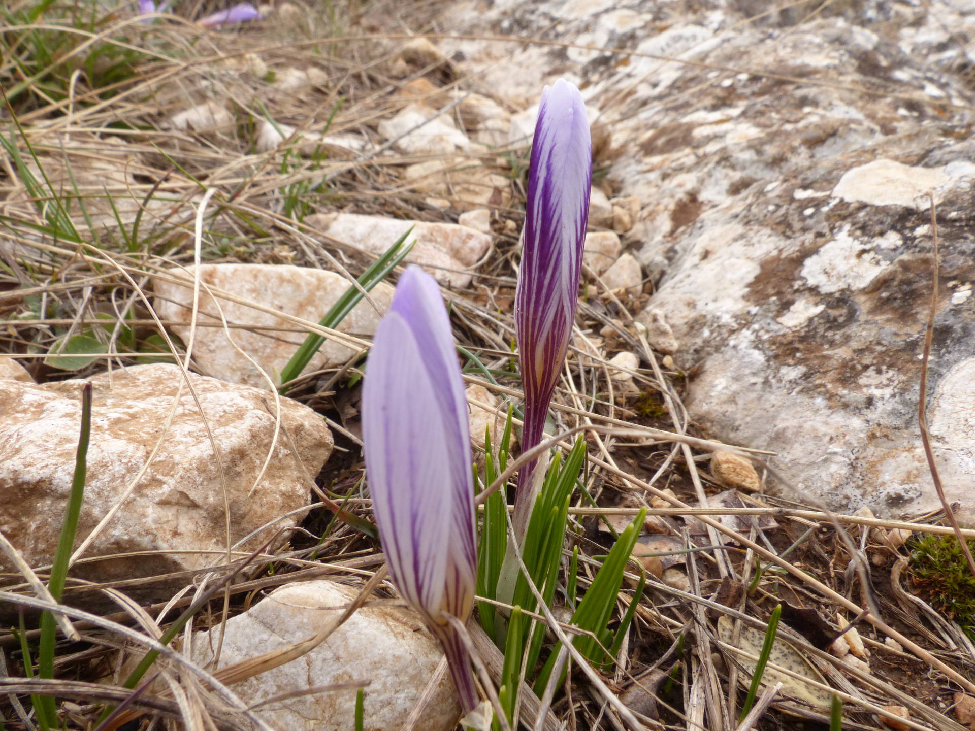 crocus versicolore en bouton