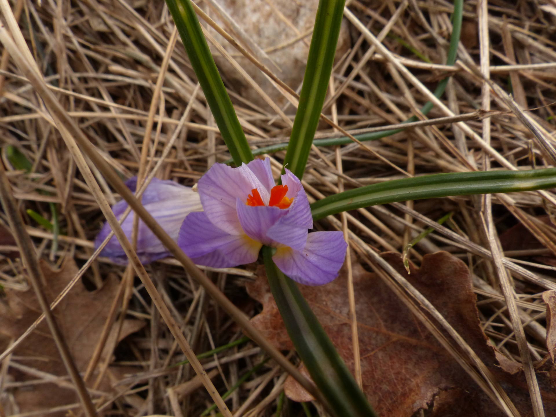 crocus versicolore avec ses feuilles