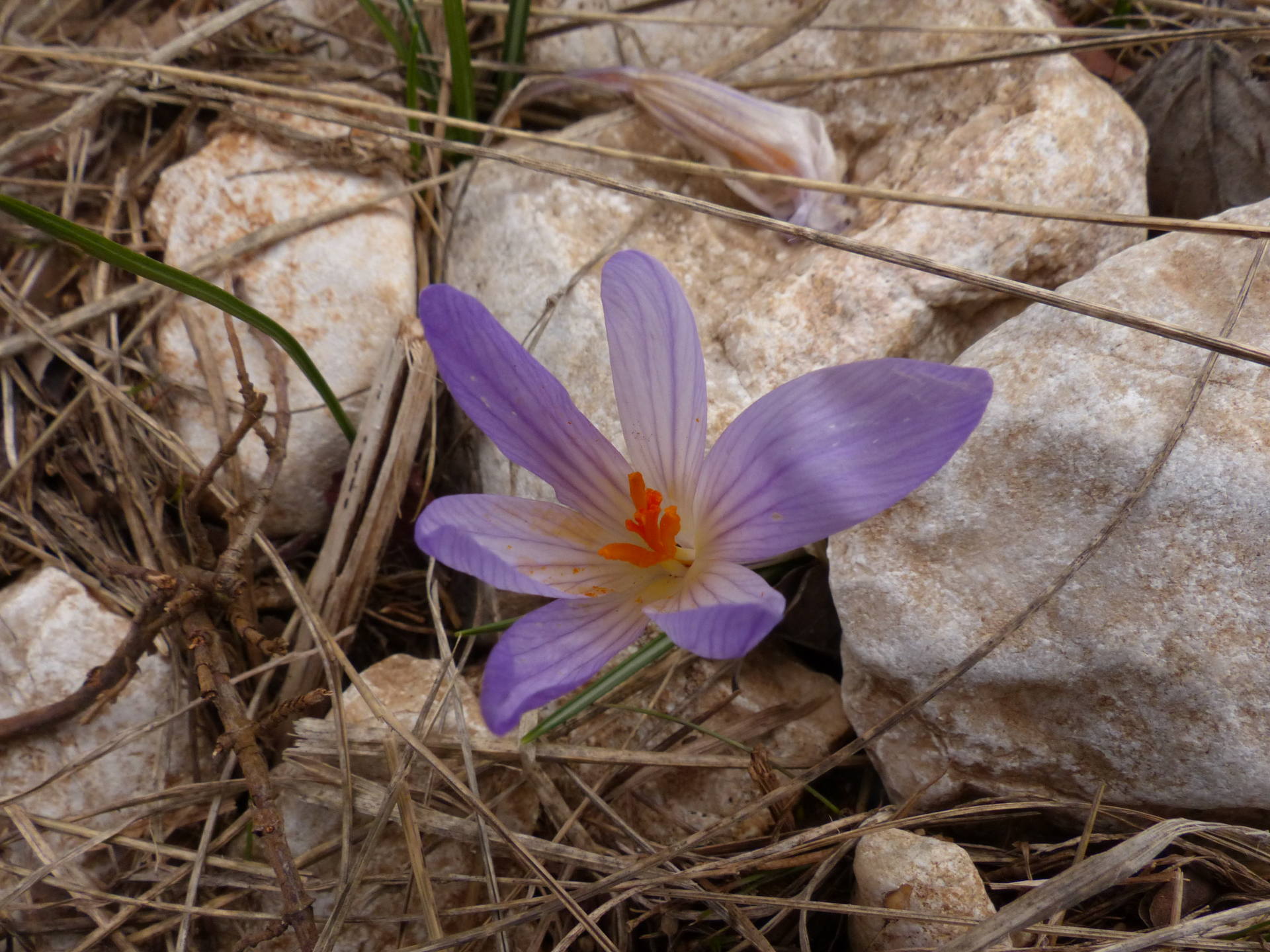 crocus versicolore