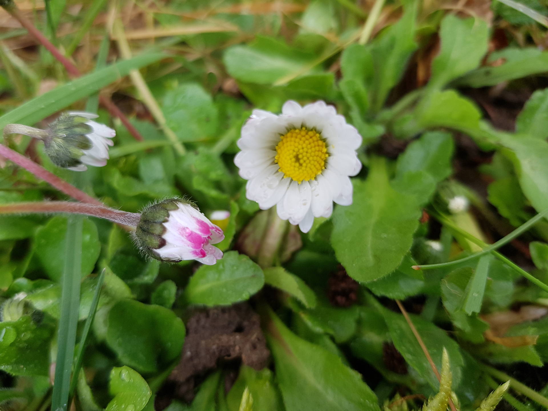 Pâquerette fleur face et profil