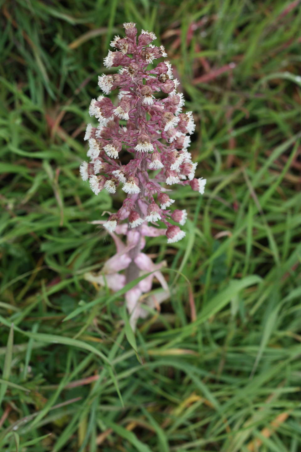 Pétasite - trouvé à Nantes