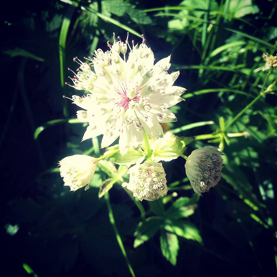 Astrantia major