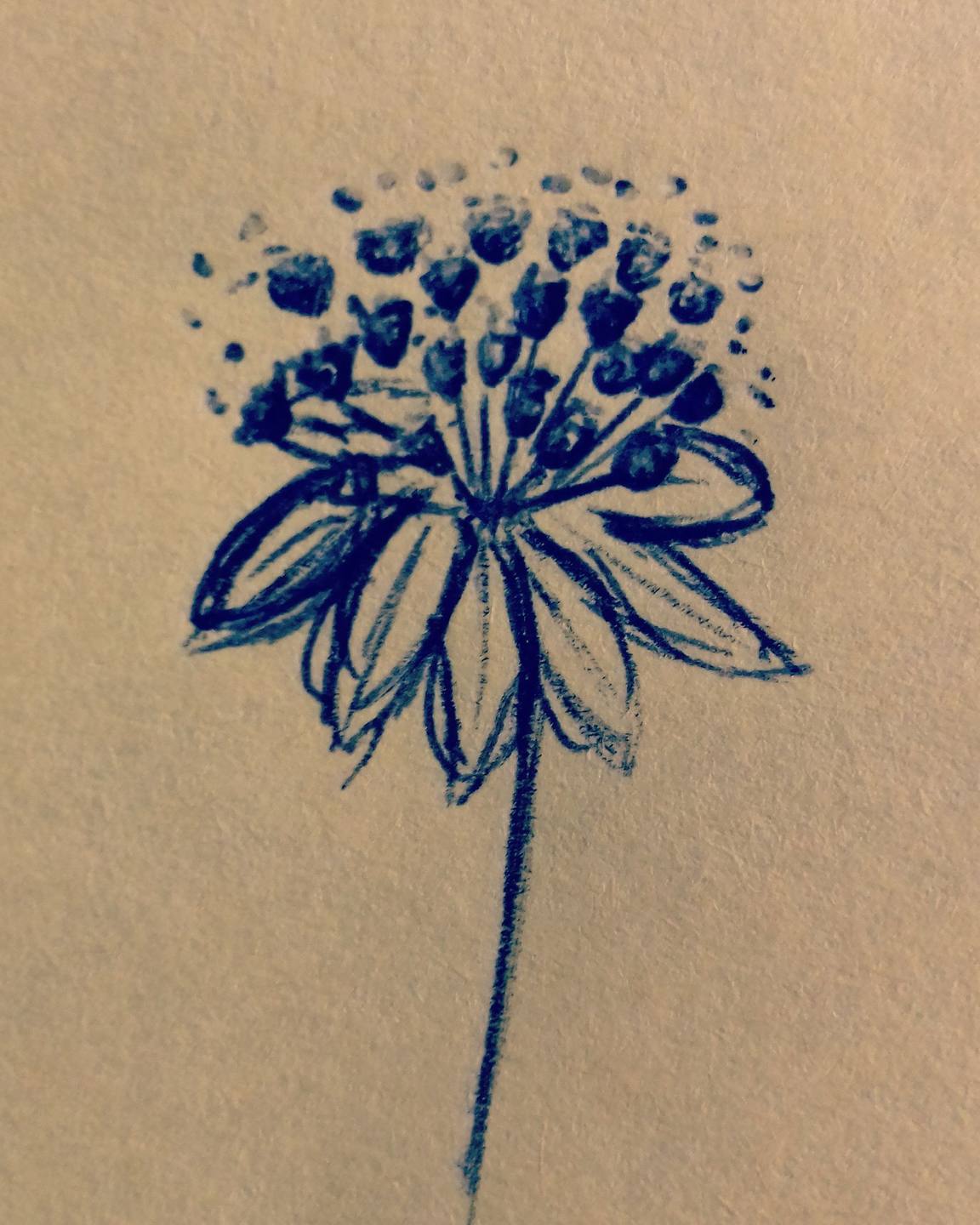 Astrancia major (dessin)