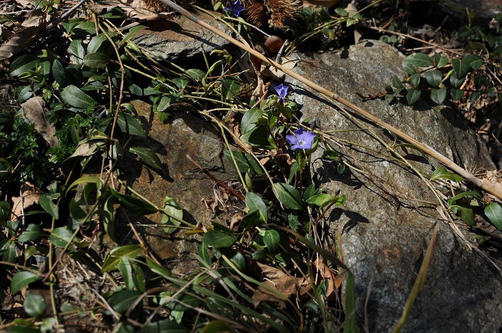 vinca_minor_ensemble