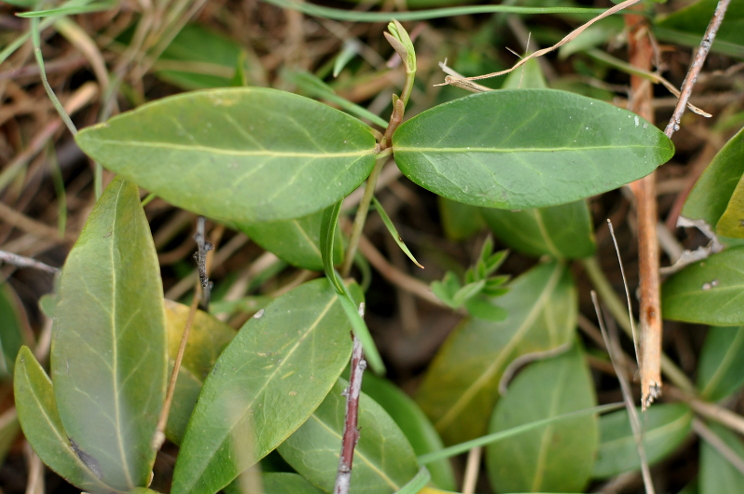 vinca_minor_feuille