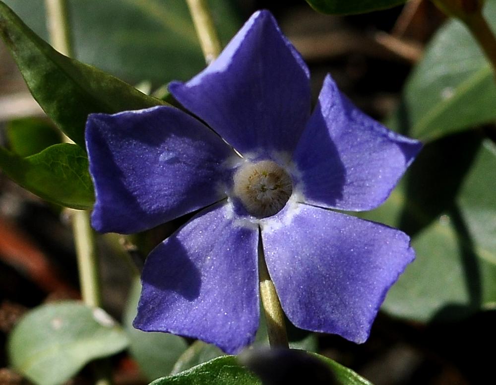 vinca_minor_fleur